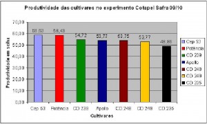 Resultado das Cultivares avaliada a campo