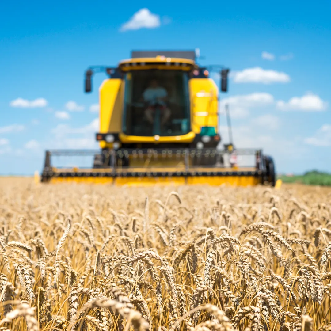 Trigo cai, soja reage e milho gera dúvida no mercado