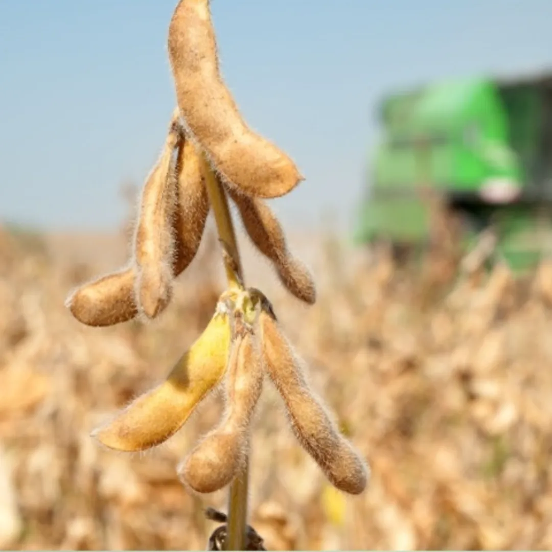 Soja fecha em baixa com demanda abaixo do esperado
