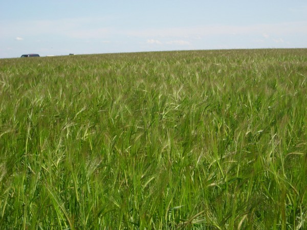 Conab eleva safra de soja para 68,7 mi t; reduz milho