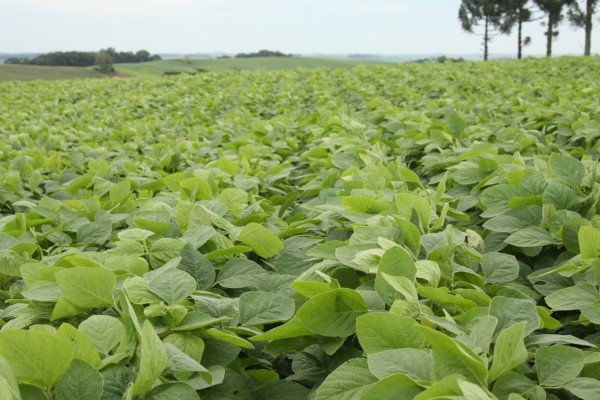 Soja da América do Sul enfrentará ameaça climática, diz Oil World