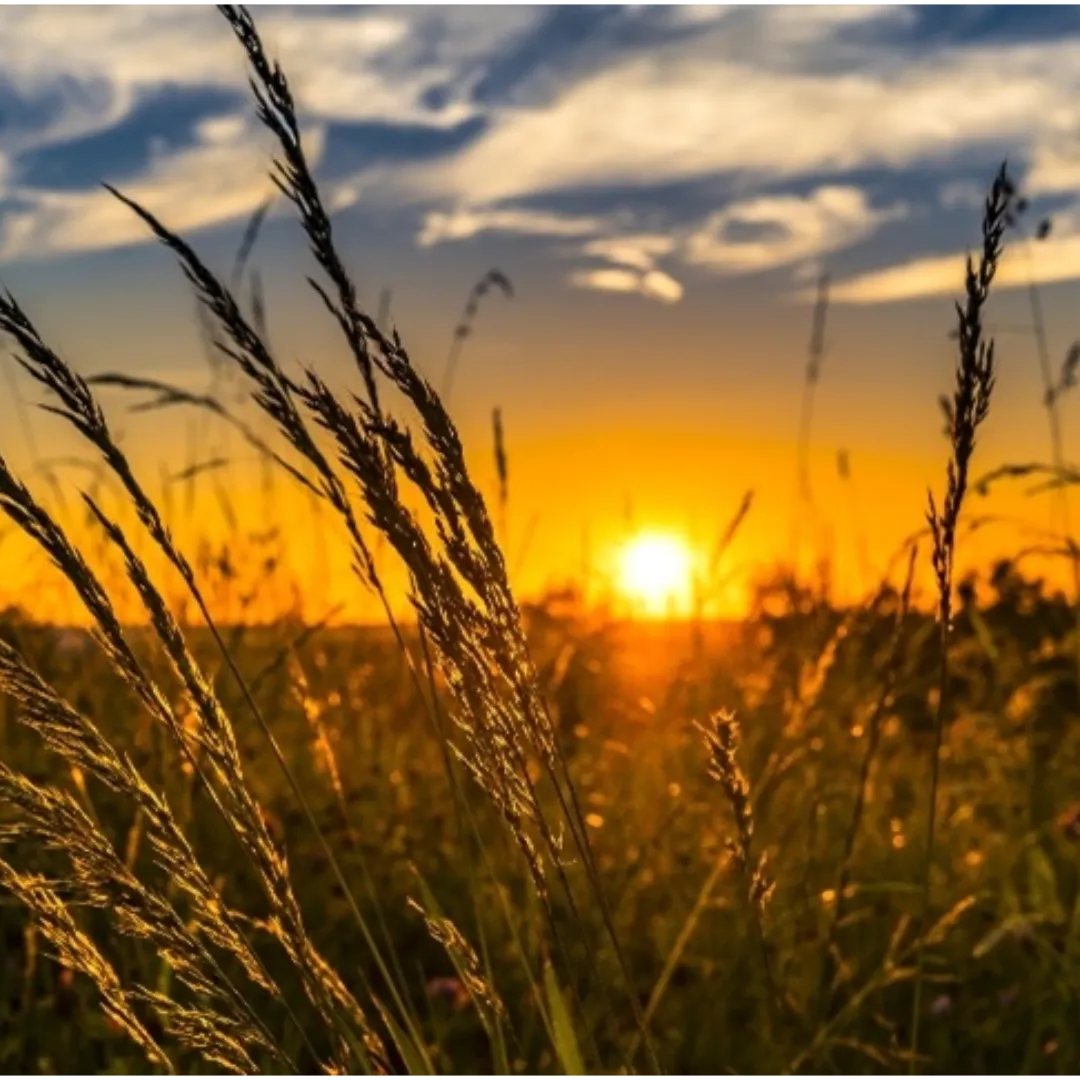 PIB da agropecuária cresce 11,7% em 2025