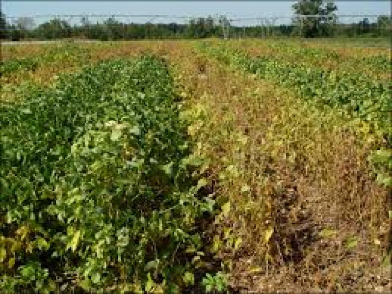 Ferrugem asiática poderá causar grande quebra na soja em Ijuí (RS)