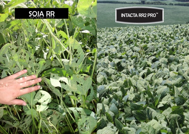 Justiça de MT proíbe cobrança de royalties da Intacta RR2 na moega em todo estado