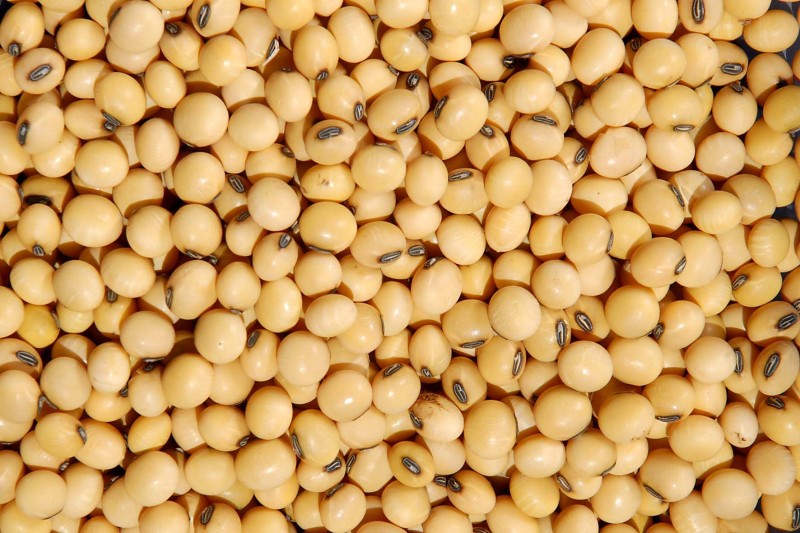 CBOT: Soja tenta recuperar ligeiras baixas da sessão anterior, mas ainda se mostra estável nesta 5ª