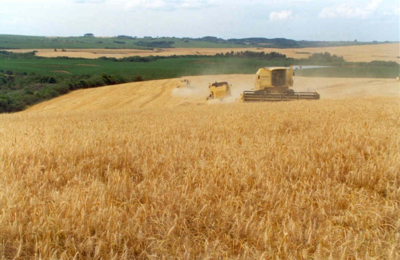 Brasil passa a consumir mais trigo de casa?