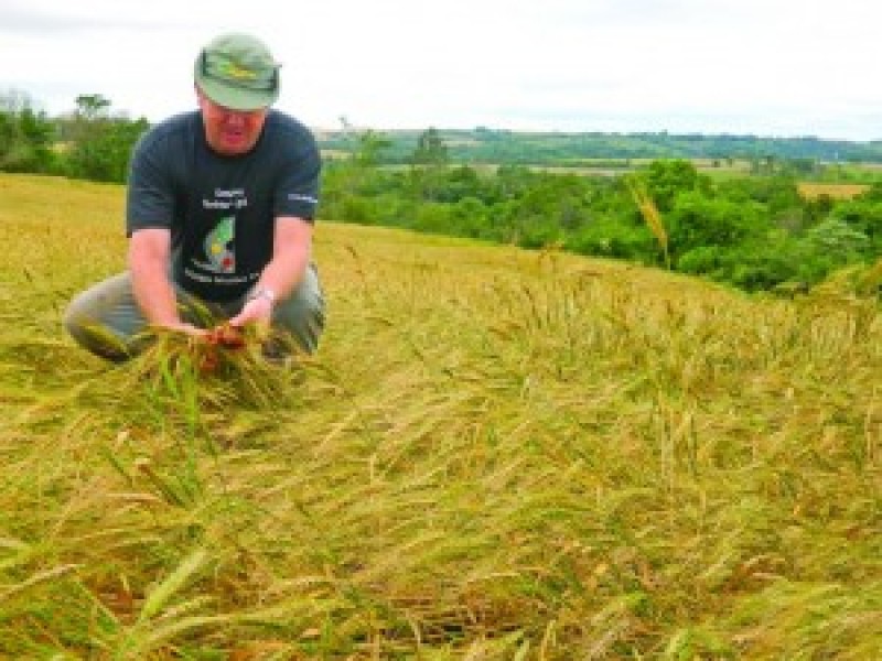 Chuvas danificaram 5% das lavouras de trigo do Rio Grande do Sul, diz Emater