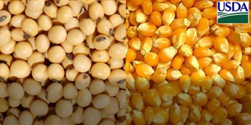 USDA reduz estimativas para safras e estoques mundiais de soja e milho