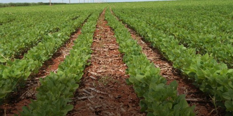 Com plantio recém iniciado, Brasil já tem 40% da safra 2015/16 vendida