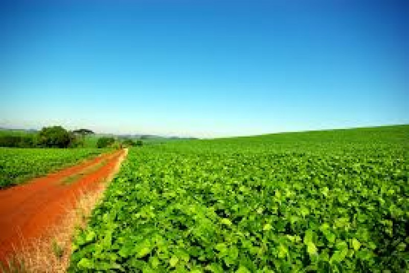SOJA; com clima inrregular, consultor não descarta perdas na safra do Brasil