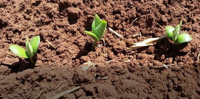 Chuvas continuam irregulares e há replantio em algumas regiões de MT