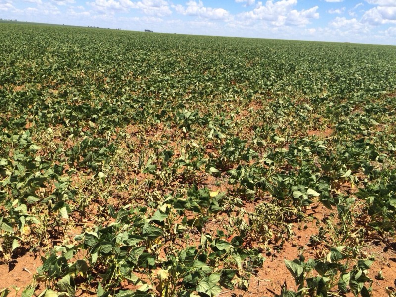 El Niño intenso preocupa produtores