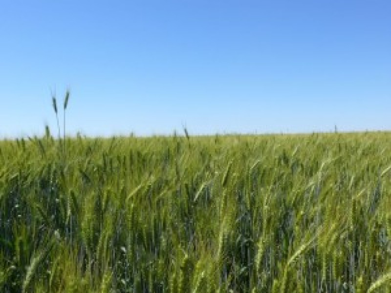 Área de trigo menor pode derrubar venda de insumos
