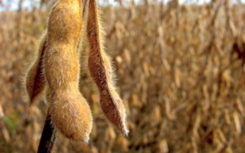 Soja inicia 6ª feira em campo negativo na CBOT, mas maio/16 mantém patamar dos US$ 9/bushel