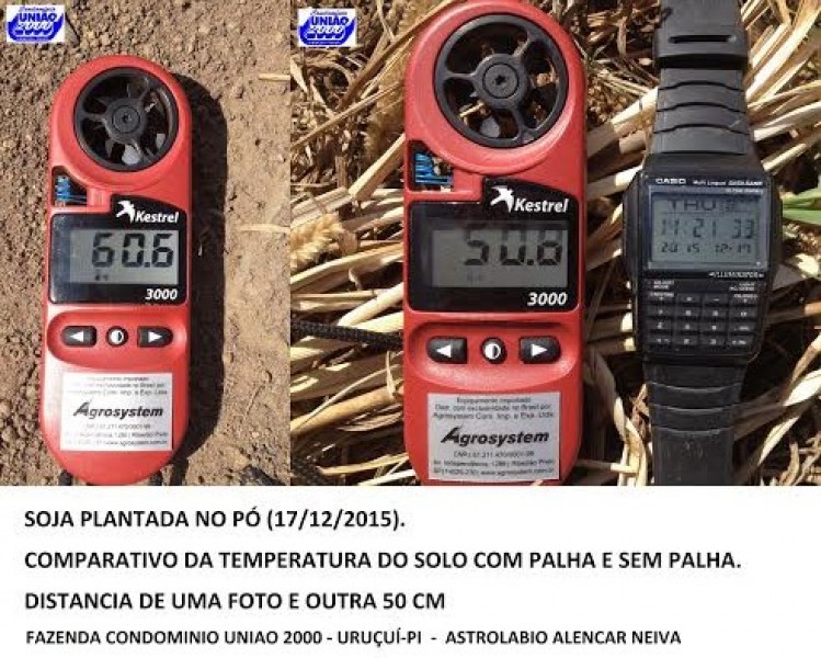 Quase metade das lavouras de soja de MT estão danificadas pela seca, diz Imea