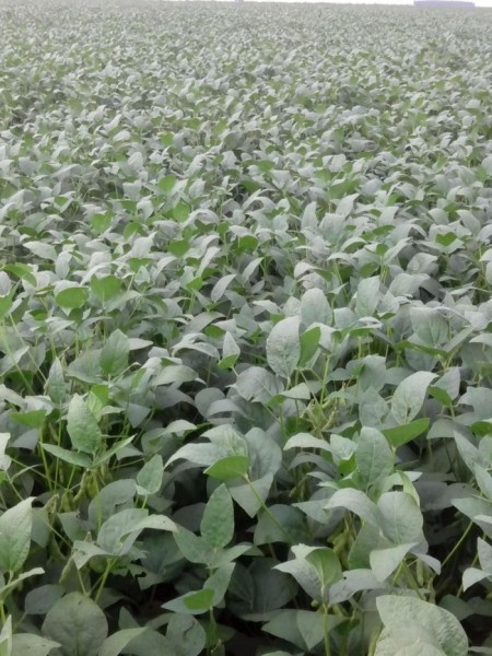 Soja volta a recuar em Chicago nesta 5ª feira à espera do USDA e com atenção ao financeiro