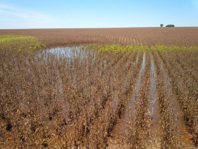 Clima irregular tumultua mercado de soja em MT e tradings veem atrasos nas entregas