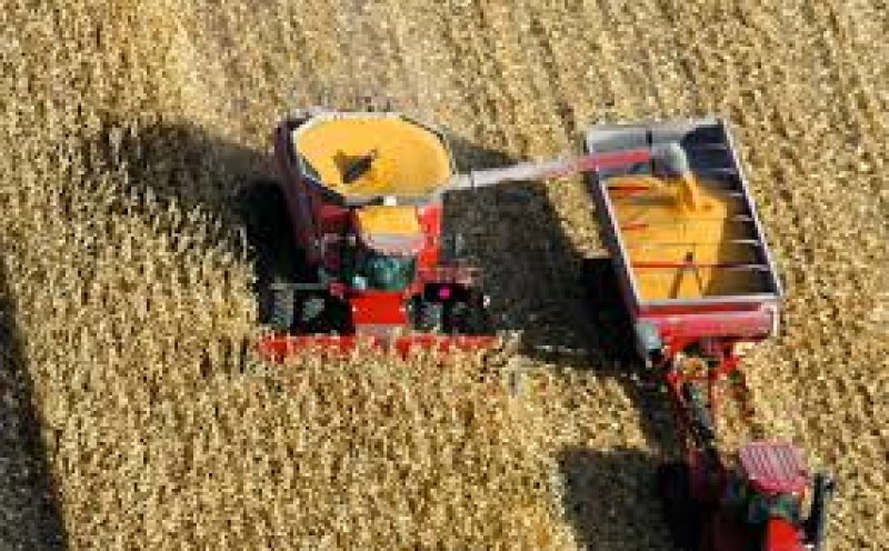 Alta do milho ameaça agronegócio catarinense, dizem entidades