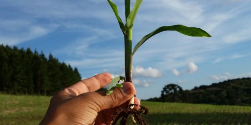 Com estímulo dos preços, área plantada com milho safrinha pode crescer até 10%