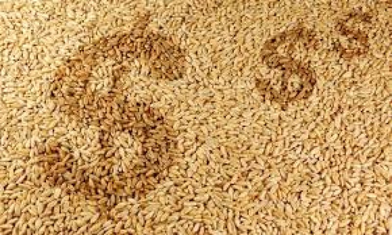 Trigo: Preço segue elevado; chuvas atrapalham semeio no BR