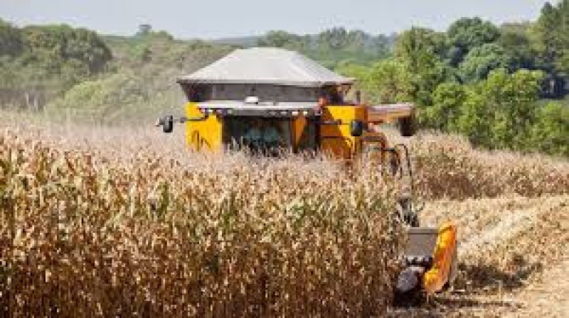 Produção de milho deve atingir 76,265 mi/t