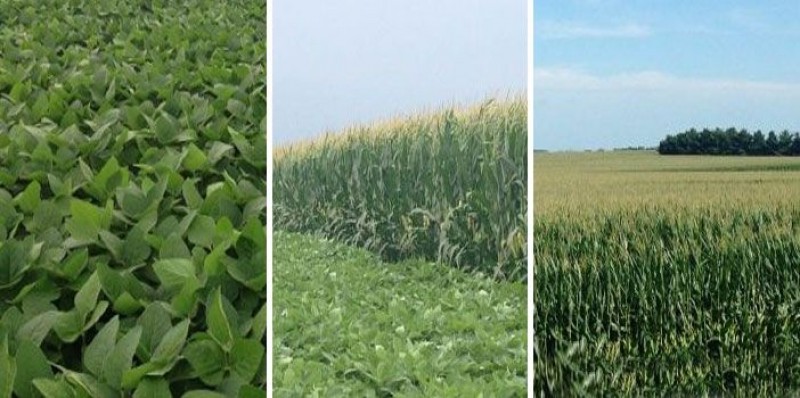 Previsões indicam onda de calor no Corn Belt com temperaturas acima de 40ºC