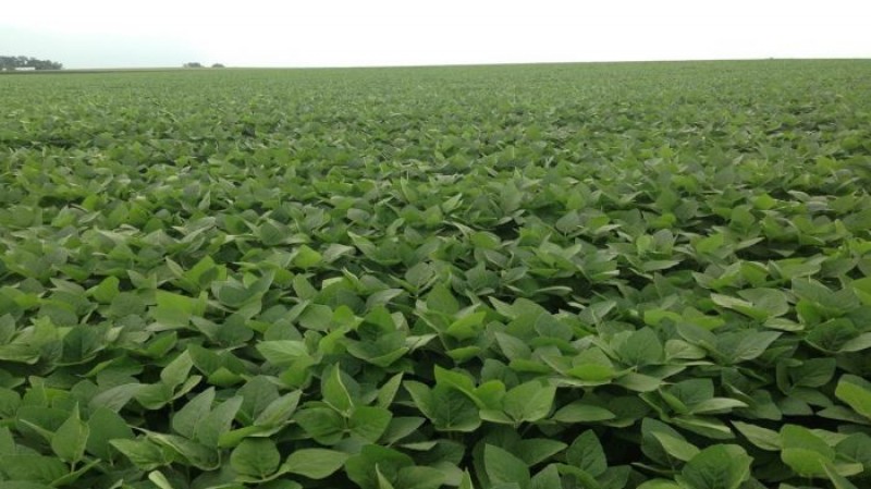 Soja inicia a semana em Chicago com fortes baixas e mantém foco sobre nova safra dos EUA