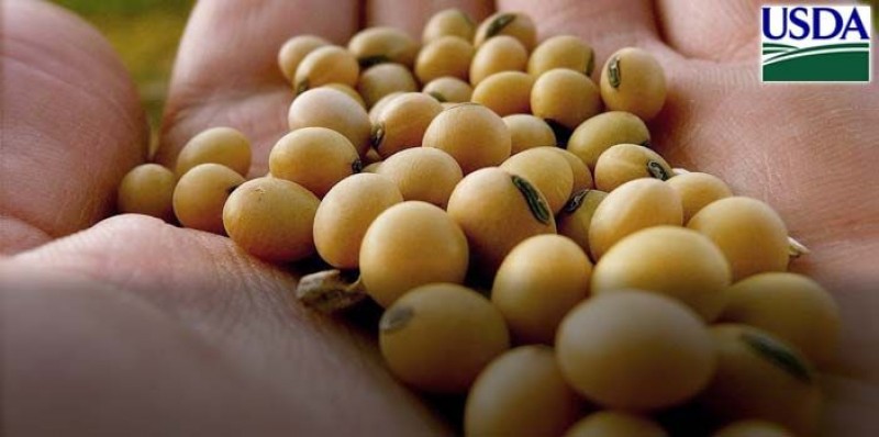 USDA: EUA devem colher mais de 110 mi t de soja e 384 mi de t de milho