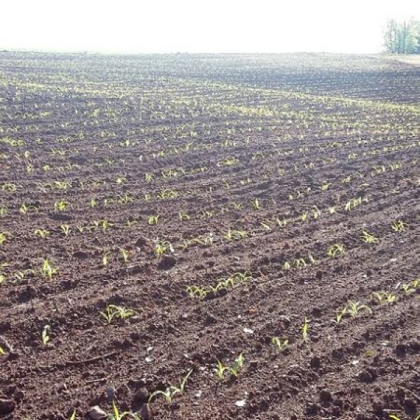 Rio Grande do Sul aumenta área plantada após 10 anos
