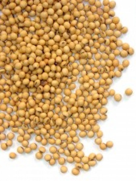 Soja busca estabilidade e testa ligeiros ganhos na Bolsa de Chicago nesta 4ª feira