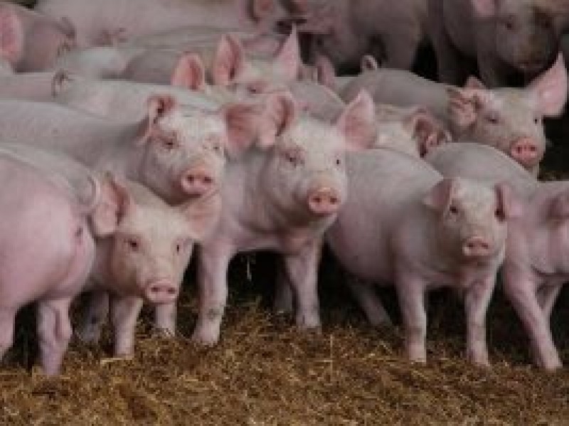 Esqueça o Rei do Gado; conheça o maior produtor de suínos do Brasil