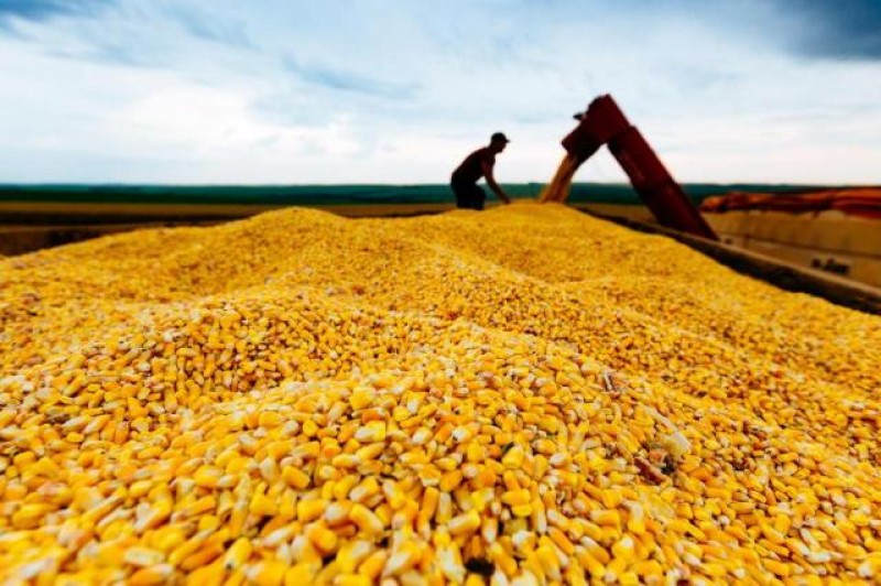 Produção de milho será 2,5% menor do que o estimado em agosto, diz IBGE