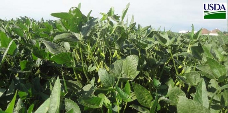 USDA pode trazer aumento de área colhida, produção e produtividade da soja nos EUA