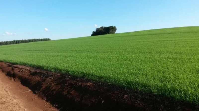 Novas fronteiras agrícolas podem produzir 24,9 milhões de toneladas