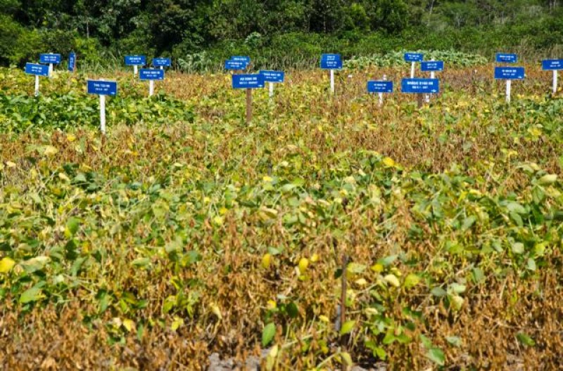 Produção de soja na região do SEALBA (Sergipe, Alagoas e Bahia)