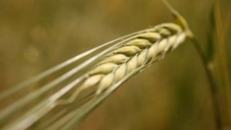 Brasil aumenta importação de trigo dos EUA e Paraguai e diminui da Argentina