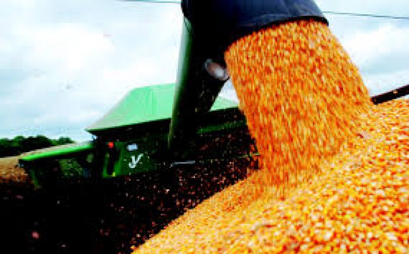 Fundos ampliam apostas positivas nas commodities agrícolas