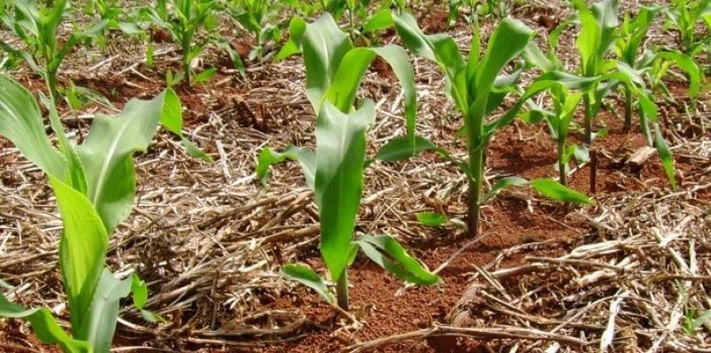 Plantio do milho safrinha está atrasado, aponta Climatempo