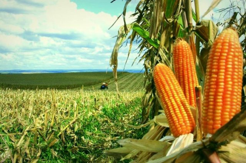 USDA anuncia a venda de 194,112 mil toneladas de milho ao Japão