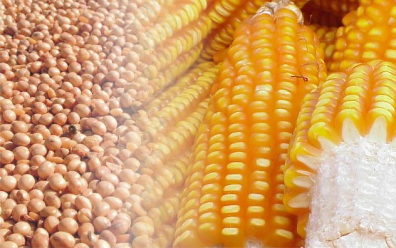Com boa previsão para soja e milho, agricultura se recupera em 2017