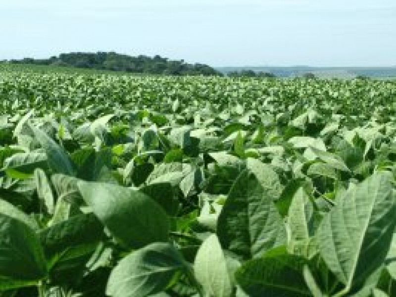 Produtividade da soja em MS pode atingir 70 sacas por hectare em algumas regiões
