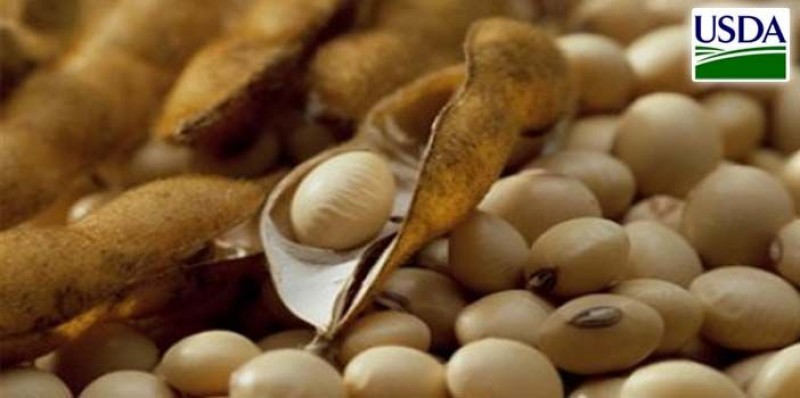 USDA espera área maior de soja nos EUA e projeta preço médio de US$ 9,60 por bushel
