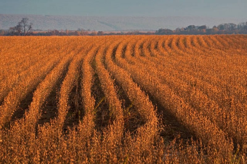 USDA pode revisar para cima safras de soja e milho do Brasil no relatório desta 5ª