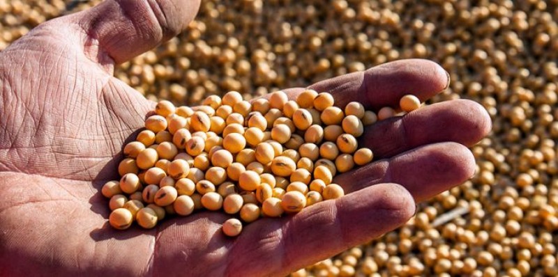 Preços no Brasil perderam de R$ 6 a R$ 7 por saca nos últimos 40 dias