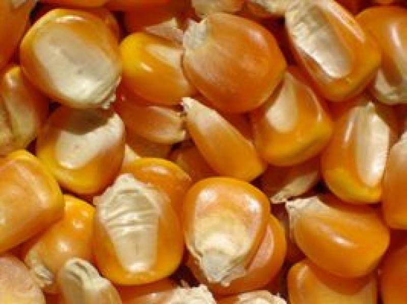 Preços do milho podem encontrar fôlego na menor área de plantio nos EUA