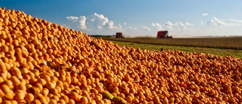 USDA reduz estoques finais e aumenta exportações de soja da safra velha dos EUA