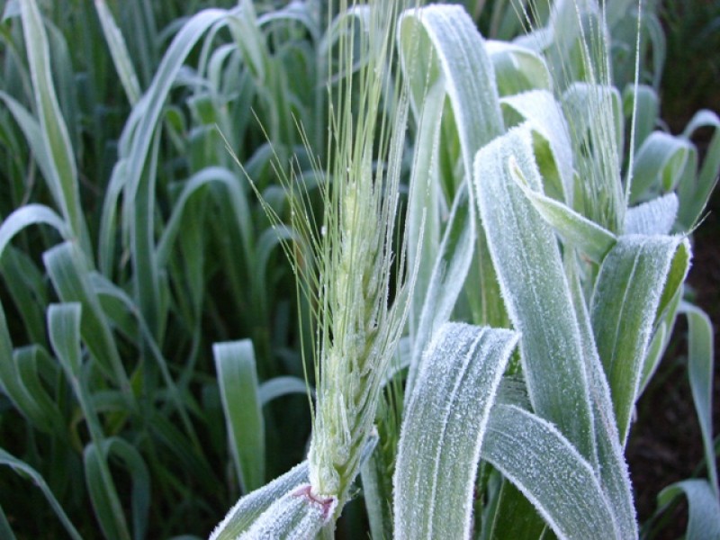 El Niño fraco traz risco de geadas no Sul