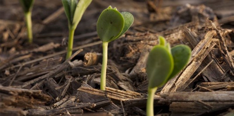 Soja recua em Chicago nesta 3ª com avanço do plantio nos EUA, mas acompanha chuvas no Corn Belt