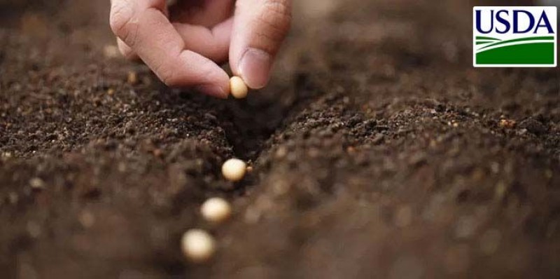 Nos EUA, plantio da soja evolui e chega a 83%; 68% das lavouras de milho apresentam boas condições