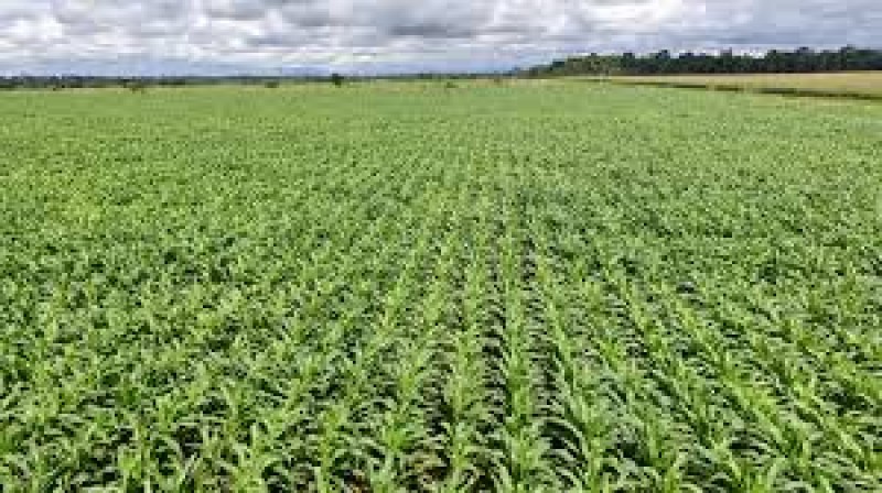 EUA finalizam plantio do milho e sementes de soja alcançam 92% da área